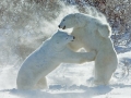 Polar bears, Canada - Image #168-171