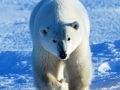 Polar bear, Canada - Image #168-341