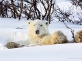 Polar bear, Canada - Image #168-502