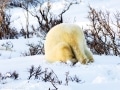 Polar bear, Canada - Image #168-508