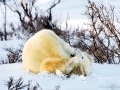Polar bear, Canada - Image #168-513