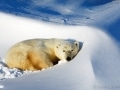 Polar bear, Canada - Image #168-550