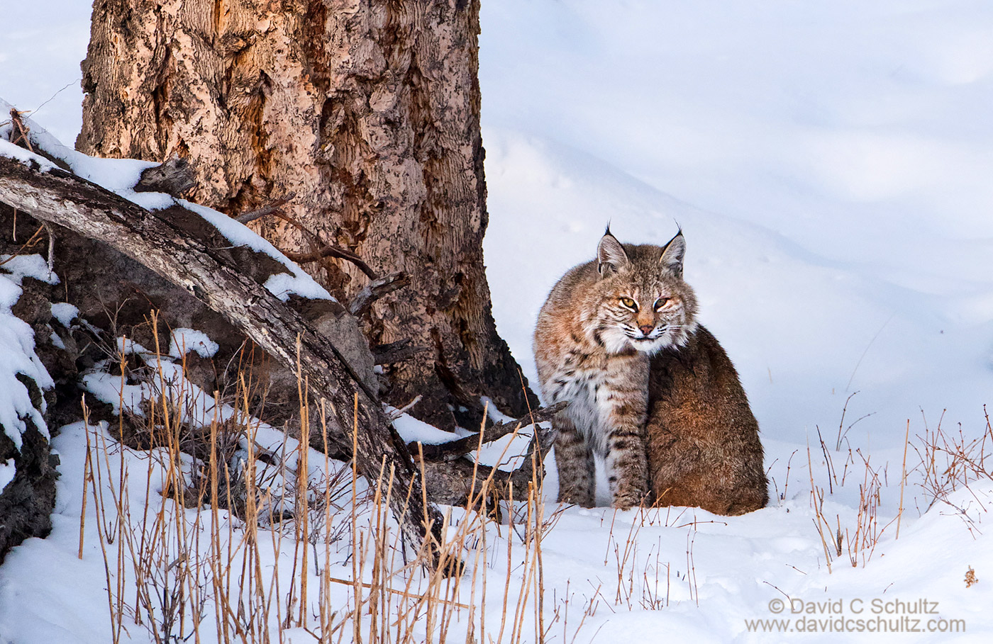 Bobcat during the winter, Yellowstone - Image #161-3797