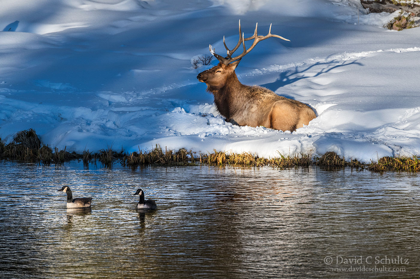Bull elk and Canada Geese - Image #161-664