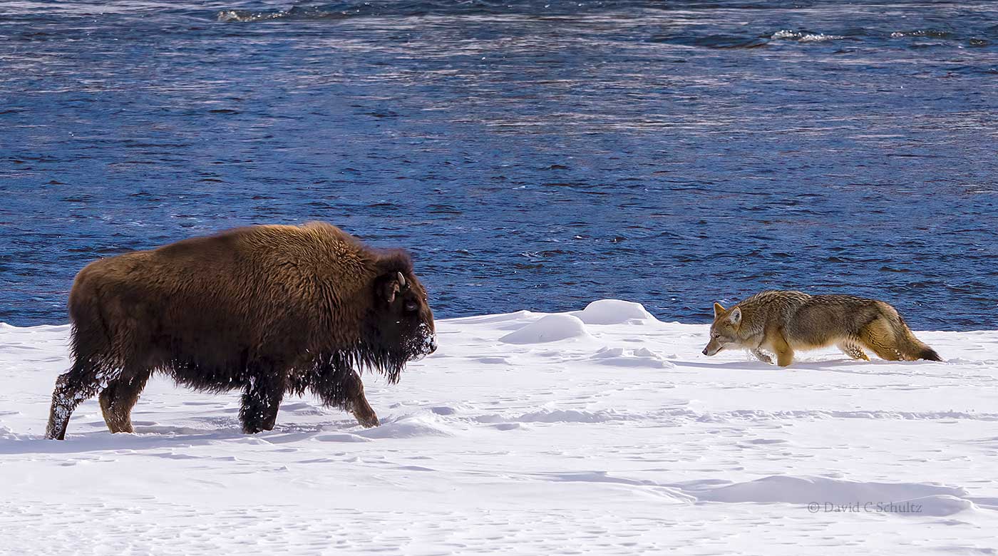 Bison coyote winter Yellowstone-Image #229-383