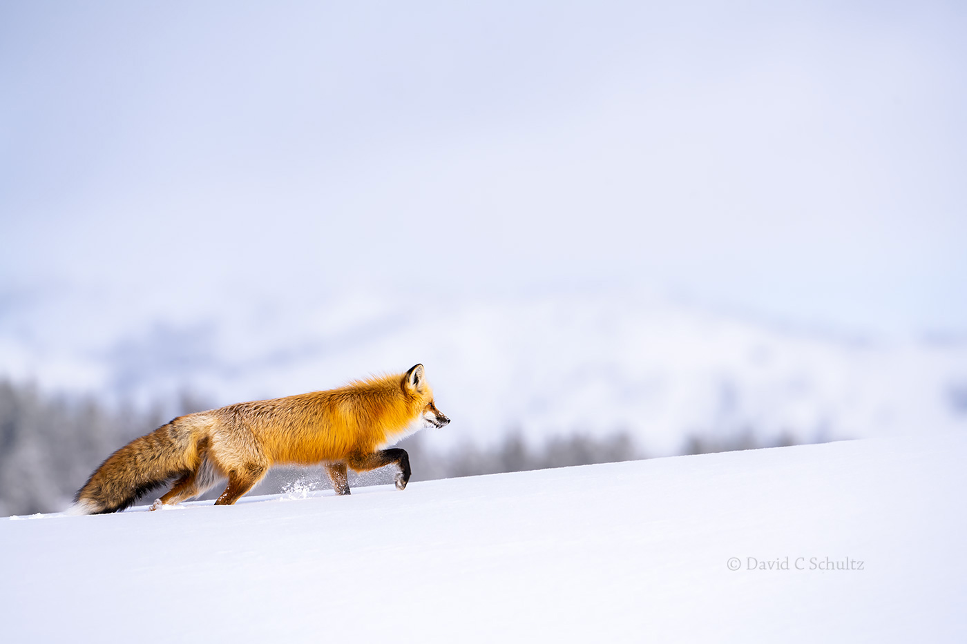 Fox Yellowstone- Image #161-11170