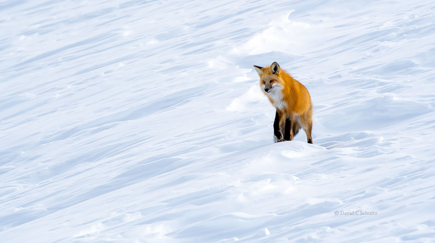Fox Yellowstone winter-Image #161-11236