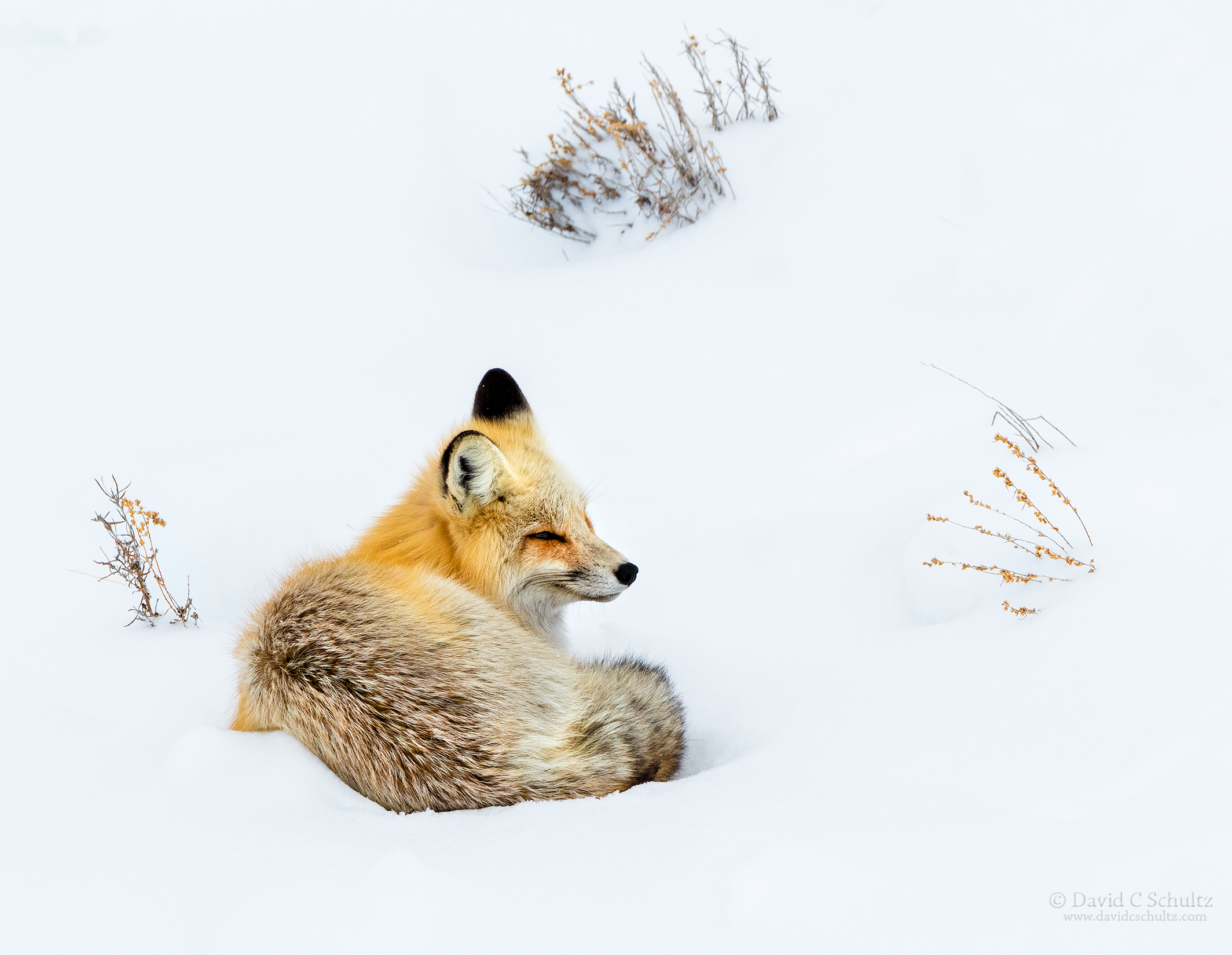 Red fox in Yellowstone National Park - Image #161-9006