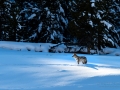 Coyote in Yellowstone - Image #161-6660
