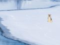 Coyote winter Yellowstone photo tour-Image #229-2908