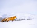 Fox Yellowstone- Image #161-11170