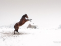 Horse and the Tate Barn Utah - Image #47-3154