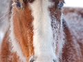Frost coated horse in the Heber Valley, Utah - Image #47-3094