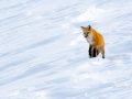 Fox Yellowstone winter-Image #161-11236