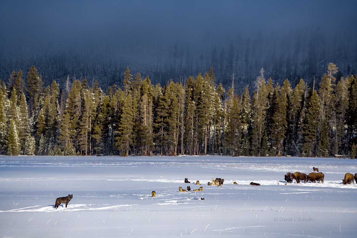 Wolves in Yellowstone National Park - Image #161-10770