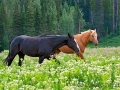 Horses in wildflowers in the Uinta Mountains, Utah