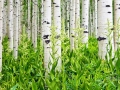 Aspen trees and wildflowers in the Wasatch Mountains, Utah