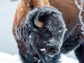 Bison in Yellowstone - Image #161-2048