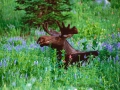Bull moose at Albion Basin Utah - Image #161-64