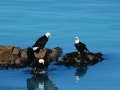 Bald eagle, Sitka, Alaska - Image #175-430