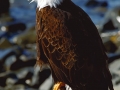 Bald eagle - Image #175-528