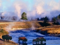 Bison in Yellowstone National Park - Image #106-170