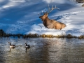 Bull elk and Canada Geese - Image#161-664