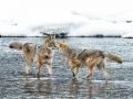 Coyotes in Yellowstone National Park - Image #161-5839