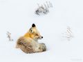 Red fox in Yellowstone- Image #161-9006