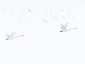 Trumpeter swans - Image#12-3593