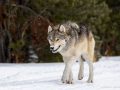 Wolf in Yellowstone National Park - Image #161-10871
