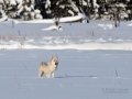 Wolf in Yellowstone - Image #161-6375