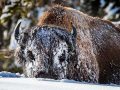 Winter Yellowstone photo tour