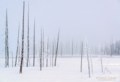 A forest of dead trees in the winter photographed  photographed during my winter in Yellowstone photo tour.
