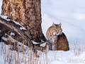 Bobcat in the snow  during winter wildlife in Yellowstone photo tour