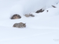 Bobcat in the snow  during winter in Yellowstone photo tour