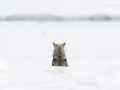 Back of the head shot of a coyote sitting in the snow  photographed during my winter in Yellowstone photo tour.