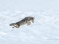 A coyote pouncing in the snow photographed  photographed during my winter in Yellowstone wildlife photo tour.
