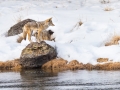 Coyote on a rock along the Madison River photographed during my winter in Yellowstone photo tour.