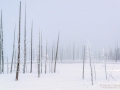 A forest of dead trees in the winter photographed  photographed during my winter in Yellowstone photo tour.