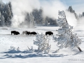 winter-yellowstone-national-park-bison-161-2201
