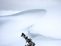 A twisted tree partially buried by snow in Hayden Valley  photographed during my winter in Yellowstone photography tour.