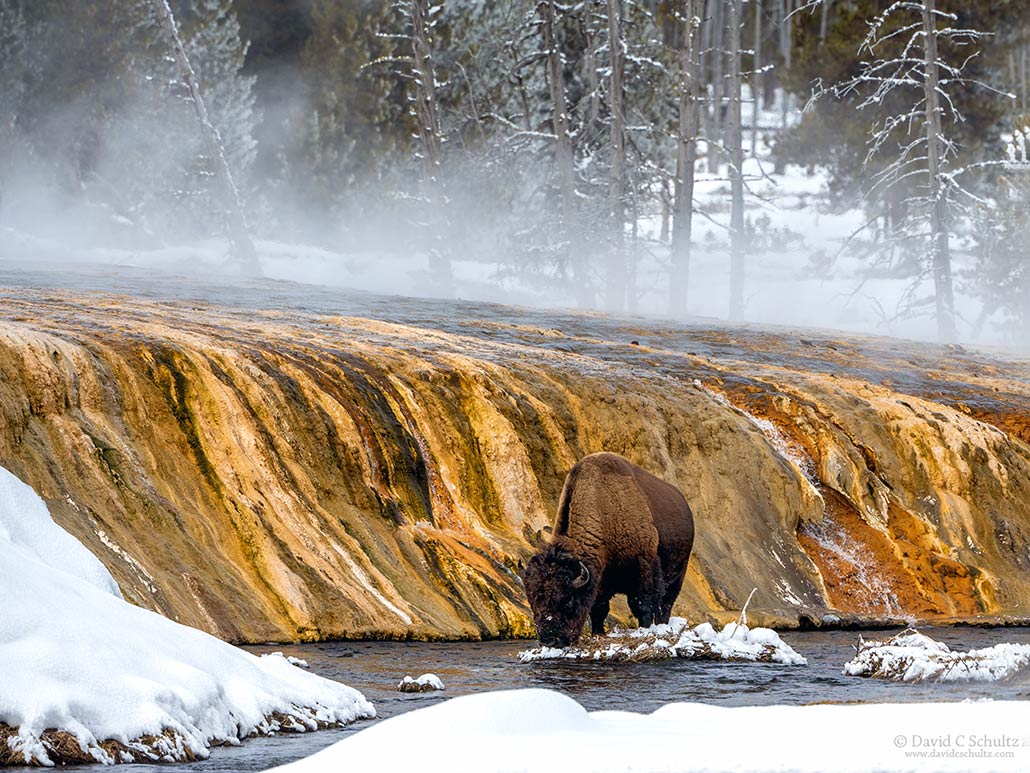 Yellowstone Winter Photo Tours