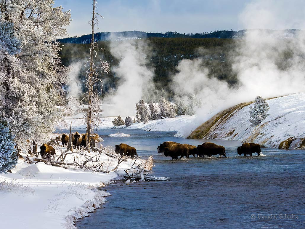 Yellowstone Winter Photography Tours bison crossing the Firehole