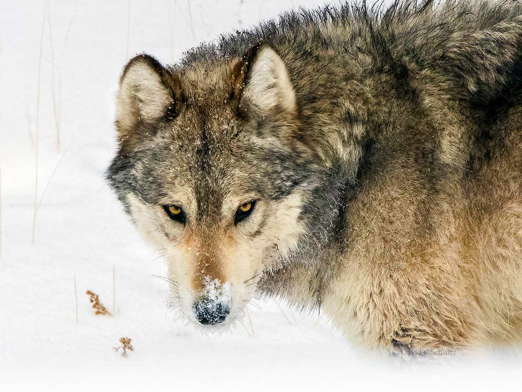 Yellowstone Winter Wildlife Photography Tours wolf