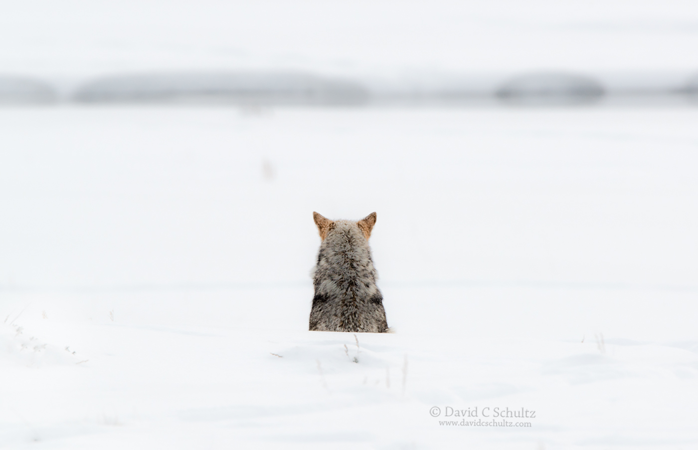 161-3120-winter-yellowstone-coyote