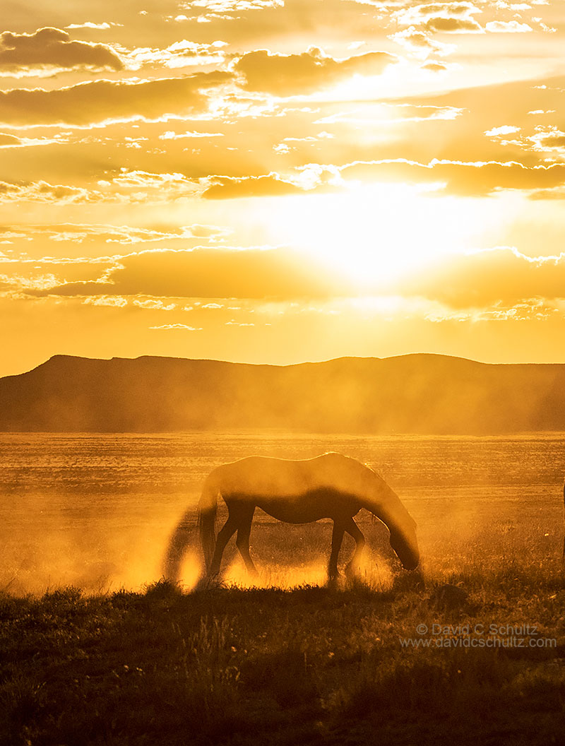 Onaqui herd of wild horses in the west desert of Utah.