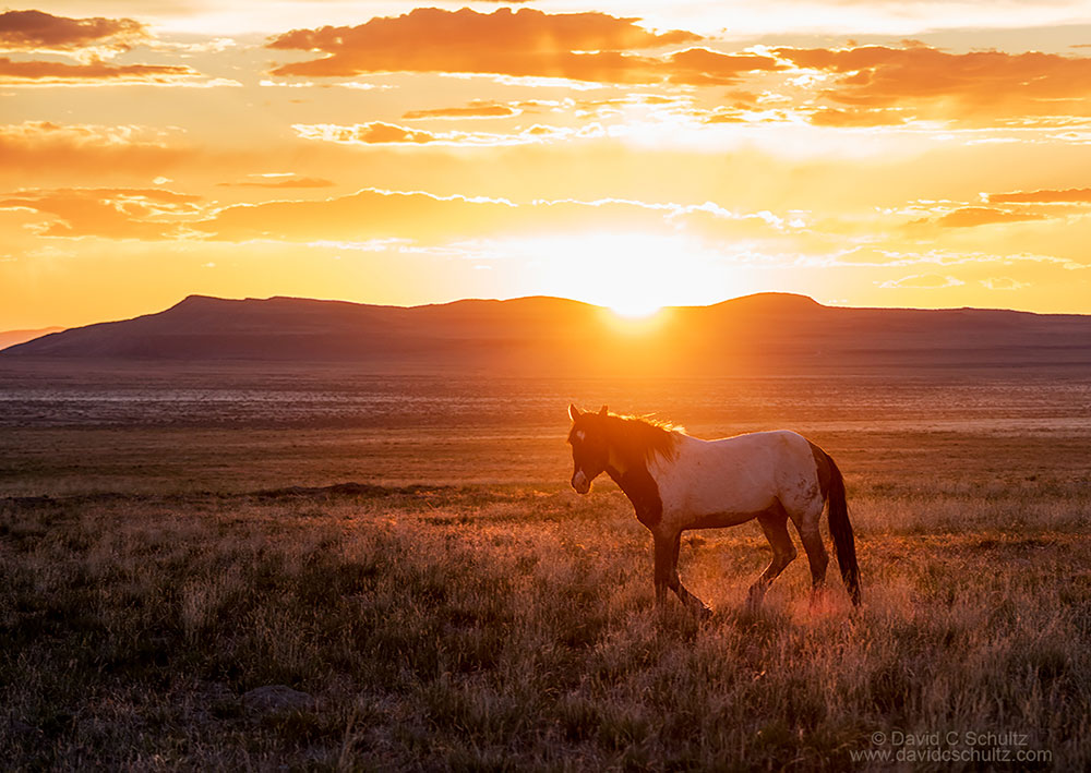 Onaqui herd of wild horses in the west desert of Utah.