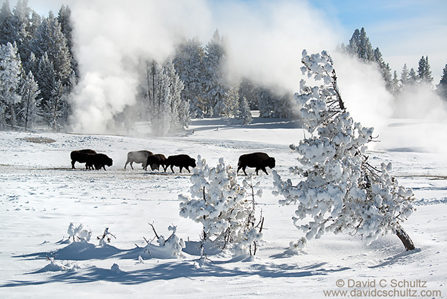 Winter in Yellowstone National Park photography tour