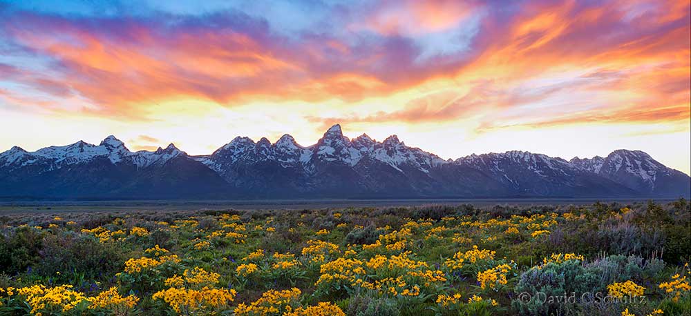 Grand Teton Photography Tour at sunrise with wildflowers.